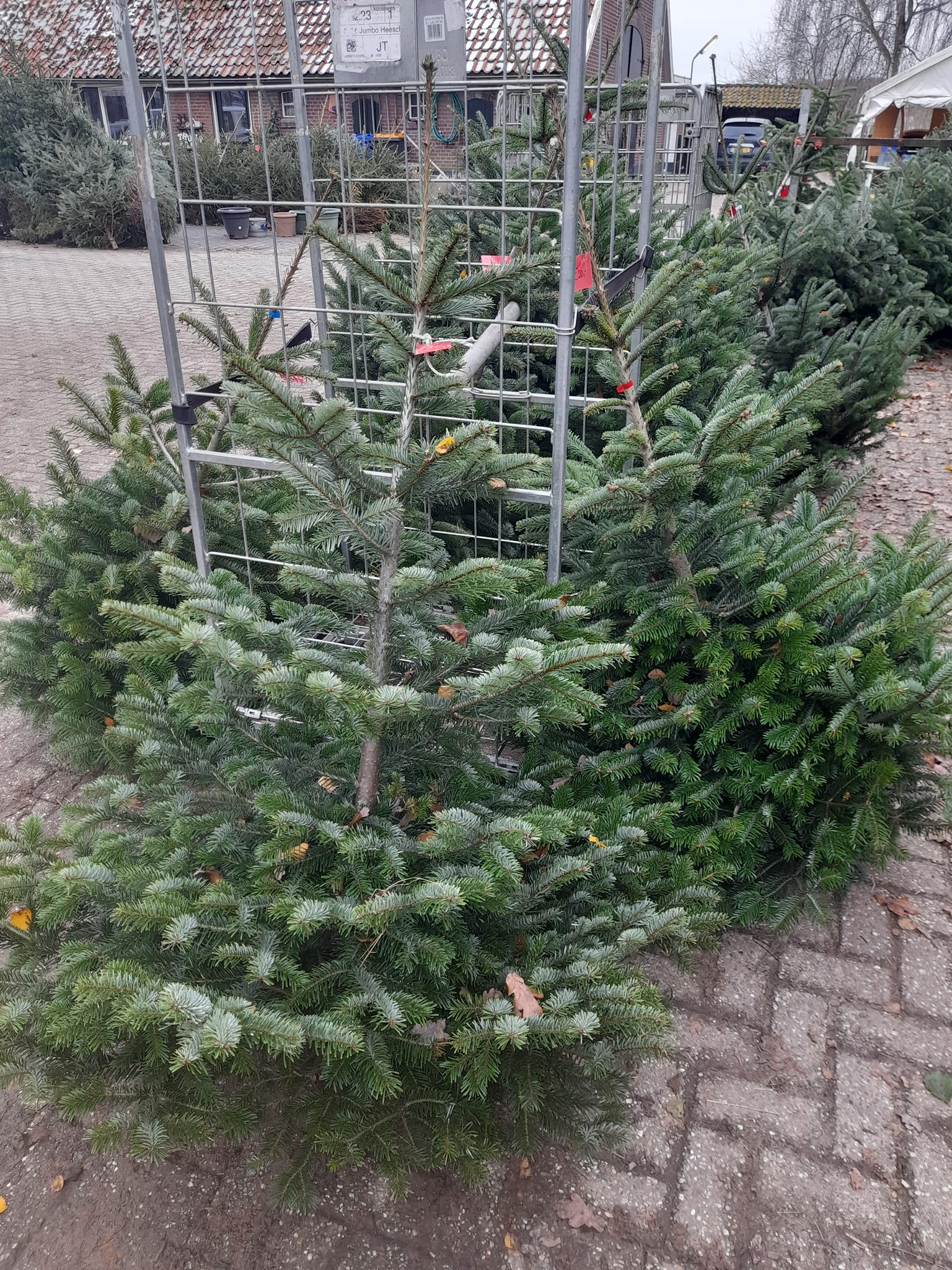 Kerstbomen te koop bij Boerderijwinkel Lensink in Aalten
